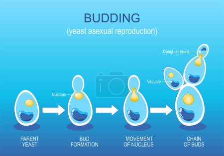 Budding. Levure Reproduction asexuée. Croissance des champignons. Division cellulaire. Schéma vectoriel. 