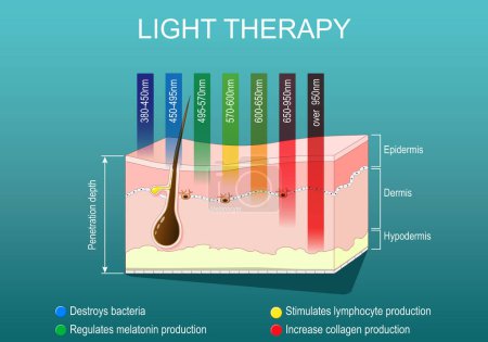 Illustration for Light therapy for Skin rejuvenation. Phototherapy or laser therapy. Wrinkle reduction. Electromagnetic spectrum with colors of the various wavelengths in the human skin. isometric flat vector illustration - Royalty Free Image