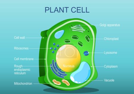 Pflanzliche Zellstruktur. Anatomie einer Zelle aus Baumblatt. Grüne Pflanze. Isometrische Darstellung des flachen Vektors