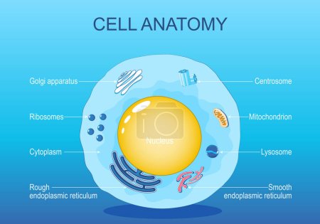 Anatomy of animal cell. Human cell structure. All organelles: Nucleus, Ribosome, Rough endoplasmic reticulum, Golgi apparatus, mitochondrion, cytoplasm, lysosome, Centrosome. Isometric flat vector illustration