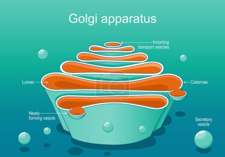 Structure of a Golgi complex. Close-up of Golgi apparatus anatomy. Cross section of cell organelle. isometric flat vector illustration