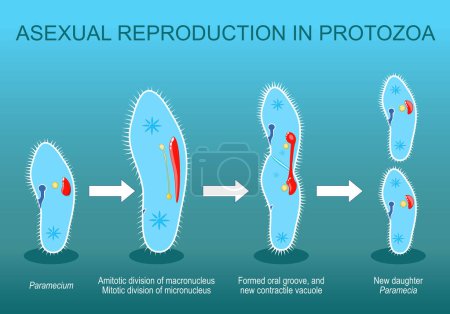 "Asexuual reproduction in Protozoa". Division paramécie. Vecteur isométrique. Illustration plate