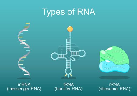 Ilustración de Tipos de ARN. ARNt para transferencia, que ayuda a decodificar la información presente en el ARNm, ARNr en el ribosoma, y ARNm que lee por un ribosoma en el proceso de síntesis de una proteína. Cartel vectorial. Ilustración plana isométrica - Imagen libre de derechos