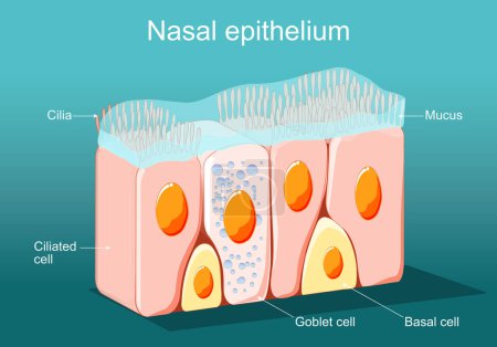 Ilustración de Epitelio nasal. Epitelio cilíndrico ciliado. células epiteliales forman el revestimiento del estómago y los intestinos, duodeno, trompas de Falopio, útero, canal central de la médula espinal, nariz, oídos y papilas gustativas. Células ciliadas. Defensa respiratoria - Imagen libre de derechos