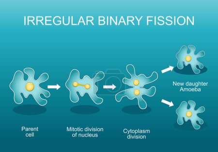 Fisión binaria irregular en ameba. Reproducción asexual. División celular. Adaptación evolutiva. Cartel vectorial. Ilustración plana isométrica.