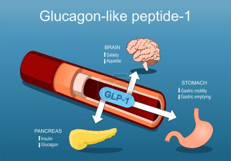 Glukagon-ähnliches Peptid-1. GLP-1 von Blutgefäßen zu Bauchspeicheldrüse, Gehirn und Magen. Zusammenhang zwischen Sättigung, Appetithormonen, Insulin, Glukagon, Magenmotilität und Entleerung. Vektor Isometrische flache Illustration.