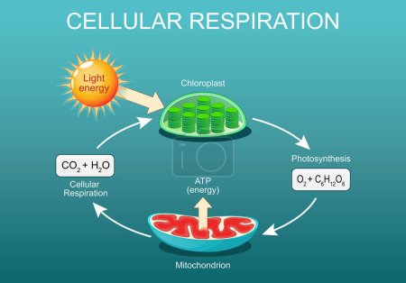 Respiración celular. Bolsillos de metabolismo aeróbico. Respiración celular y fotosíntesis, cloroplasto y mitocondrias. Ilustración plana isométrica vectorial.