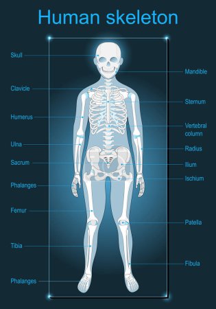 Esqueleto humano sobre fondo oscuro. Escaneo de anatomía humana. Etiquetado de todos los huesos. Ilustración isométrica vector plano como imagen de rayos X