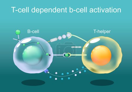 T-Zell abhängige Aktivierung der B-Zelle. B-Lymphozytenzelle und T-Helfer. Nahaufnahme weißer Blutkörperchen, Leukozyten. Immunantwort. Adaptive Immunität. Humorvolle Immunität. Vektorillustration