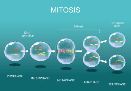 Estadios de la mitosis desde la interfase, la profase y la metafase hasta la metafase, la anafase y la telofase. División celular. Ciclo de vida celular. Ilustración vectorial.