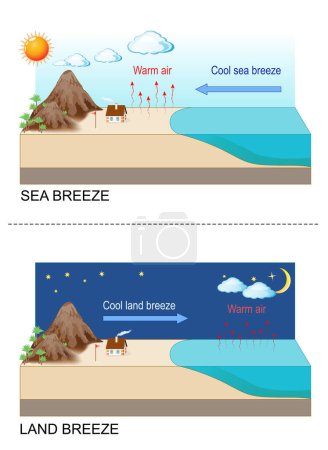 Sea breeze - cool air then rush towards the land. Land breeze - cool air rushes towards to ocean. Convection. Warm air rises up to form clouds. Atmospheric circulation. Local winds. Diurnal cycle. Vector illustration