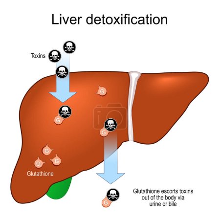 Glutatión y desintoxicación hepática. Antioxidante y hepatoprotección. Vías de desintoxicación explicadas. Ilustración vectorial