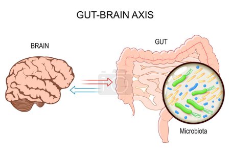 Gut-Brain Axis. influence and relationship of intestinal Microbiota on brain function. Microbiome Gut Brain Axis and Mental Health. Enteric and Central Nervous System. prebiotic Interventions. Vector illustration