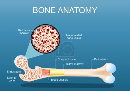 Téléchargez les illustrations : Anatomie osseuse. Structure d'un fémur. Gros plan d'une coupe transversale de tissu osseux trabéculé spongieux avec moelle osseuse rouge. illustration vectorielle - en licence libre de droit