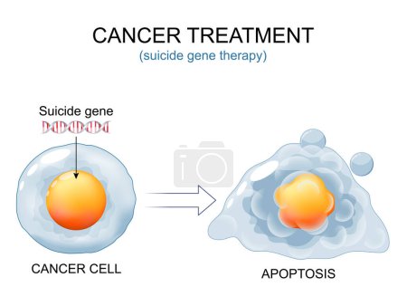 Tratamiento del cáncer. Células cancerosas y ADN con gen suicida. Cell before Suicide gene therapy and apoptosis (en inglés). Antitumor inmunidad. Ensayos clínicos. Muerte celular programada. ilustración vectorial