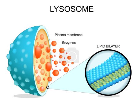 Lysosome anatomy. Cross section of a cell organelle. Close-up of a Lipid bilayer membrane, hydrolytic enzymes, transport proteins. Autophagy. Vector illustration