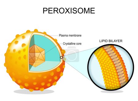 Peroxisome Anatomie. Querschnitt durch eine Zellorganelle. Nahaufnahme einer Lipid-Doppelschicht-Plasmamembran, Kristalliner Kern, Transport von Proteinen. Vektorillustration