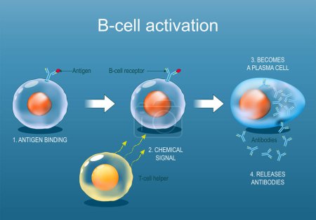 Activación de leucocitos de células B por antígeno. Desde la unión del antígeno al receptor de células B, y la señal química del ayudante de células T hasta las liberaciones de anticuerpos y células plasmáticas. Glóbulos blancos. Ilustración vectorial