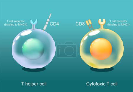 Helper T cells and Cytotoxic T-cells. lymphocytes CD8 et CD4. Présentation de l'antigène. Récepteur TCR sur globules blancs. Réponse immunitaire adaptative. Illustration vectorielle