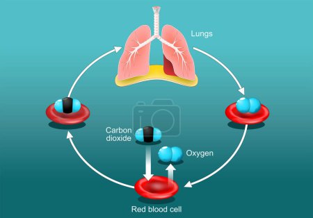 Gasaustausch in der menschlichen Lunge. Rote Blutkörperchen mit Sauerstoff- und Kohlendioxidmolekülen. Sauerstofftransportzyklus. Atemwege. Vektorplakat. Isometrische flache Illustration.