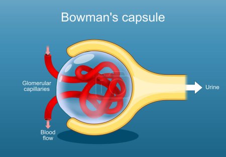 Nephron-Struktur. Urinbildung. Querschnitt einer Bowman-Kapsel. Capsula glomeruli. Nierenanatomie. Isometrischer flacher Vektor Illustration