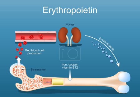 Erythropoietin. Stimulation des Knochenmarks zur Produktion roter Blutkörperchen. Glykoprotein-Zytokin, das von der Niere als Reaktion auf zelluläre Hypoxie ausgeschüttet wird und die Produktion roter Blutkörperchen stimuliert. Erythropoese im Knochenmark. Hämatopoese und Niere