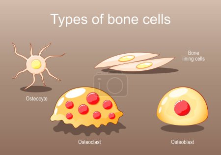 Arten von Knochenzellen für Knochenbildung, Resorption und Umbau. Osteozyten, Auskleidungszellen, Osteoblasten, Osteoklasten. Osteogenese. Isometrischer flacher Vektor Illustration
