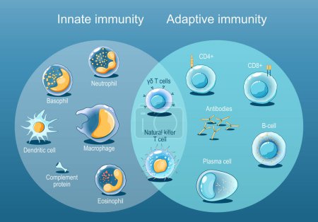 Inmunidad adaptativa e innata. Células del Sistema Inmune. Respuesta inmune. Inmunología infográfica. Respuesta rápida y lenta. Ilustración Isométrica vector plano