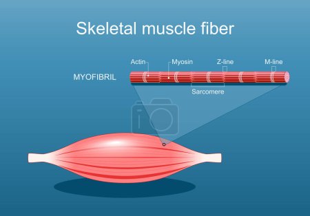 Téléchargez les illustrations : Anatomie d'une fibre musculaire squelettique. La structure du myofibril comprend la myosine, la lignée Z, la lignée M, les filaments d'actine et le sarcomère. Vecteur plat isométrique Illustration - en licence libre de droit