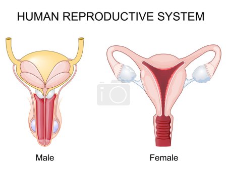 Sistema reproductivo humano. Órganos reproductivos femenino y masculino. Corte transversal de un útero con trompa de Falopio y ovario. Primer plano de vesículas seminales, epidídimo y glándula prostática. Ilustración vectorial