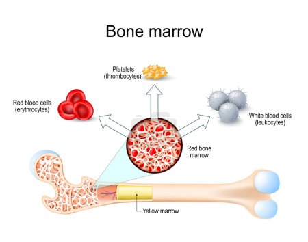 Red bone marrow and Yellow marrow. Hematopoiesis. Platelets thrombocytes, White blood cells or leukocytes, Red blood cells or erythrocytes. Vector illustration