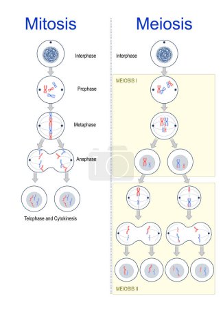 Division cellulaire. différences entre la mitose et la méiose. Cycle cellulaire. Variation génétique. Illustration vectorielle