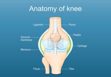 Anatomie des Kniegelenks. Beschriftet von allen Knochen. Isometrische Darstellung des flachen Vektors