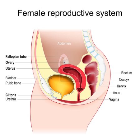 Ilustración de Sistema reproductivo femenino. vista sagital. Salud reproductiva. ilustración vectorial - Imagen libre de derechos