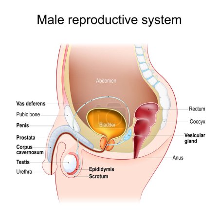 Männliches Fortpflanzungssystem. Sagittal gesehen. Reproduktive Gesundheit. Urogenital system. menschliche Anatomie. Vektorillustration