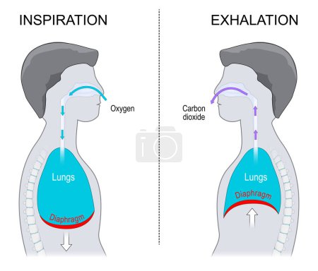 Illustration for Breathing. Exhalation and Inspiration. Side view of a human body with Diaphragm and Lungs cavity. vector illustration isolated on white background. - Royalty Free Image