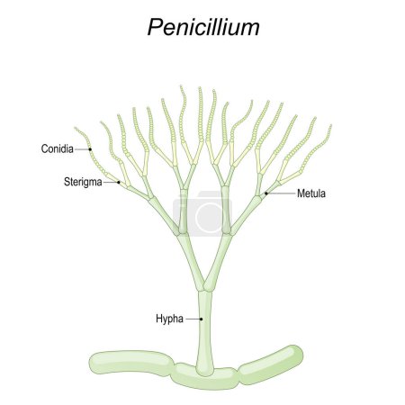 Anatomía del penicilio. Estructura de un hongo microscópico que se utiliza en la producción de alimentos y medicamentos. Parte de un hongo. Primer plano de una Metula, Sterigma, Conidia, Hypha. ilustración vectorial aislada sobre fondo blanco.