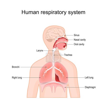 Die menschlichen Atemwege. Bronchien, Sinus, Zwerchfell, Lunge, Kehlkopf, Mundhöhle, Nasenhöhle und Luftröhre. Vektor-Illustration isoliert auf weißem Hintergrund.