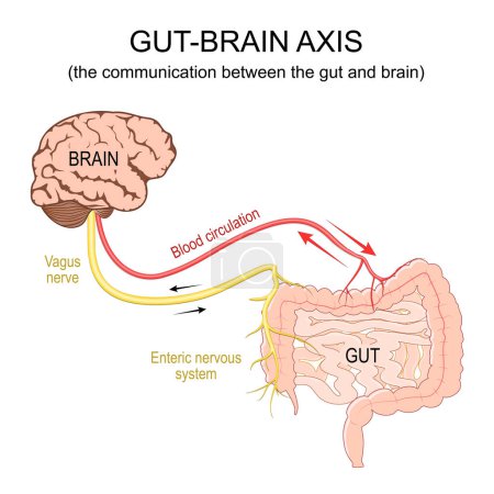 Illustration for Gut-brain axis. The communication between the gut and brain. Blood circulation, Vagus nerve and Enteric nervous system from brain to  Gastrointestinal tract. Lower gastrointestinal tract. vector illustration isolated on white background. - Royalty Free Image