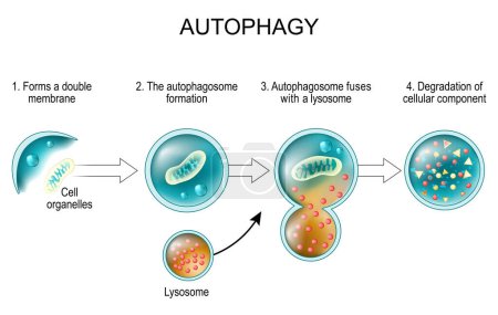 Autophagy process. From forms a double membrane and autophagosome formation to Autophagosome fuses with a lysosome and Degradation of cellular component. Cell recycling. Cancer therapy and Immune regulation. Cell organelles. vector illustration isola