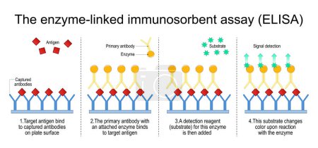 Enzym-gebundener immunosorbider Test. Die Schritte eines Sandwich-ELISA-Tests zum Nachweis von Antigen. Immunoassay. Nachweis von Antikörpern. Vektor-Illustration isoliert auf weißem Hintergrund.