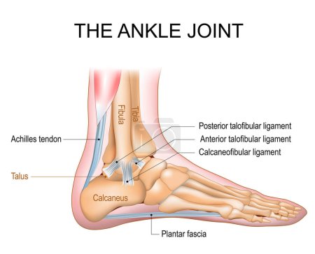 The ankle joint anatomy. Talocrural region or the jumping bone. Part of human body where the foot and the leg meet. Plantar fascia and Achilles tendon. Lateral collateral ligaments of ankle joint Anterior talofibular, Posterior talofibular, and Calca
