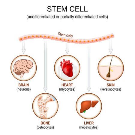 Aplicación de células madre. Células indiferenciadas o parcialmente diferenciadas. Uso de células madre para tratar enfermedades. Ilustración vectorial