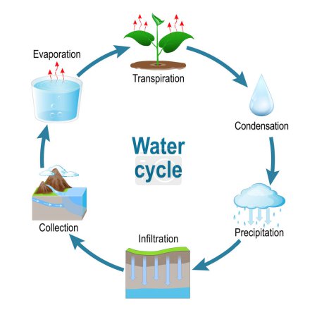 Ciclo del agua. Esquema representativo del ciclo del agua en la naturaleza. Circulación y condensación. el proceso del ciclo hidrológico visualmente para el curso de aprendizaje. vector infográfico ilustración plana