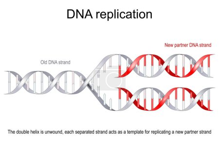 Téléchargez les illustrations : Modèle d'une réplication d'ADN. L'ancienne double hélice (grise) est déroulée, chaque brin séparé sert de gabarit pour reproduire un nouveau brin partenaire (rouge). illustration vectorielle plate - en licence libre de droit