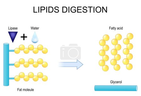 Digestión de lípidos. Lipólisis. Enzimas lipasa que cataliza la hidrólisis de las grasas. vector ilustración plana