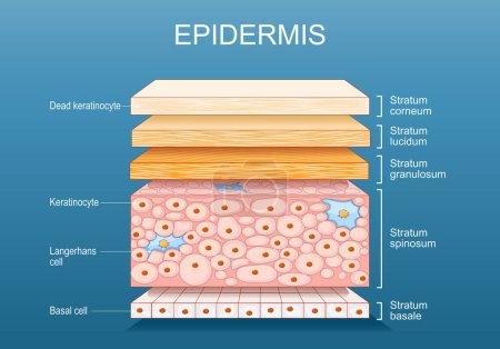 Epidermis Anatomie. Hautstruktur. Zelle und Schichten einer menschlichen Haut. Querschnitt der Epidermis. Vektorplakat. Isometrische flache Illustration.