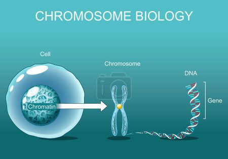 Structure de la cellule. Chromatine. Biologie chromosomique. De la cellule au chromosome, au gène et à l'ADN. Séquence génomique. Affiche vectorielle. Illustration plane isométrique.