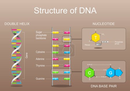 DNA-Struktur. Nukleotid mit Phosphatgruppe, Ribose, Adenin, Thymin, Cytosin oder Guanin. Nahaufnahme eines DNA-Basenpaares. Gene, DNA und Genomsequenz. Molekularbiologie. Vektorplakat. Isometrische flache Illustration.