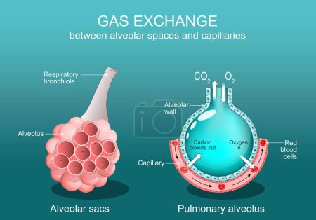 Alvéole Échange de gaz entre les espaces alvéolaires et les capillaires. Gros plan d'une bronchiole respiratoire, d'un sac alvéolaire, d'un alvéole pulmonaire et capillaire avec globules rouges. Affiche vectorielle. Illustration plane isométrique.
